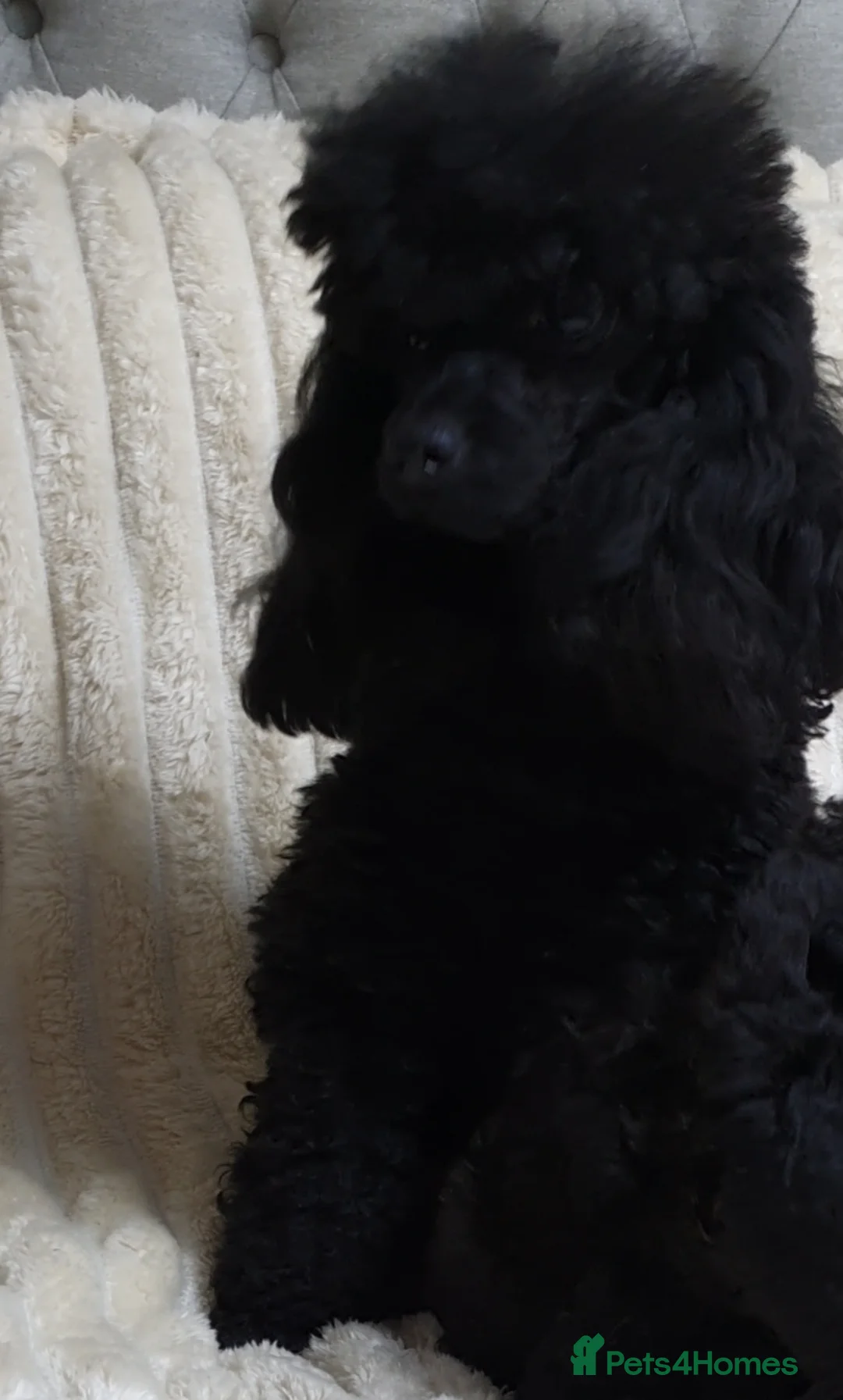 Toy Poodle dogs for sale: Tiny Toy Poodle puppies ready to leave 1st March - Advert 7