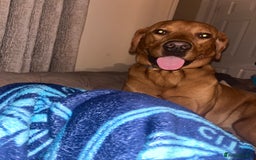 Labrador Retriever dogs for stud: Waffle doggy  - Image 6