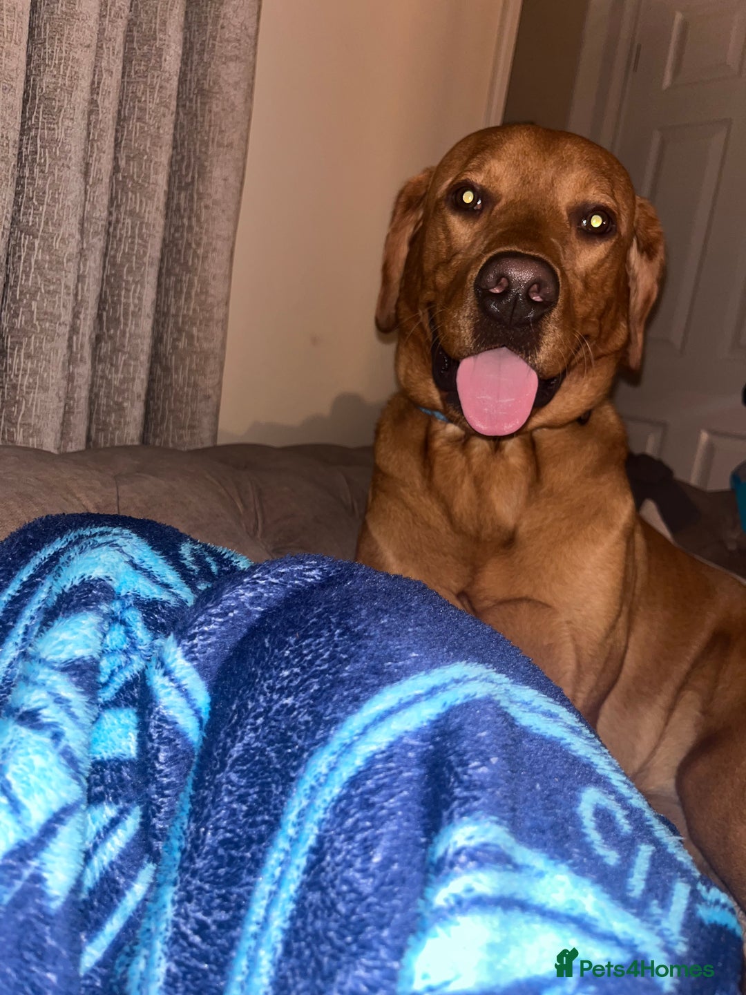 Labrador Retriever dogs for stud: Waffle doggy  - Image 6