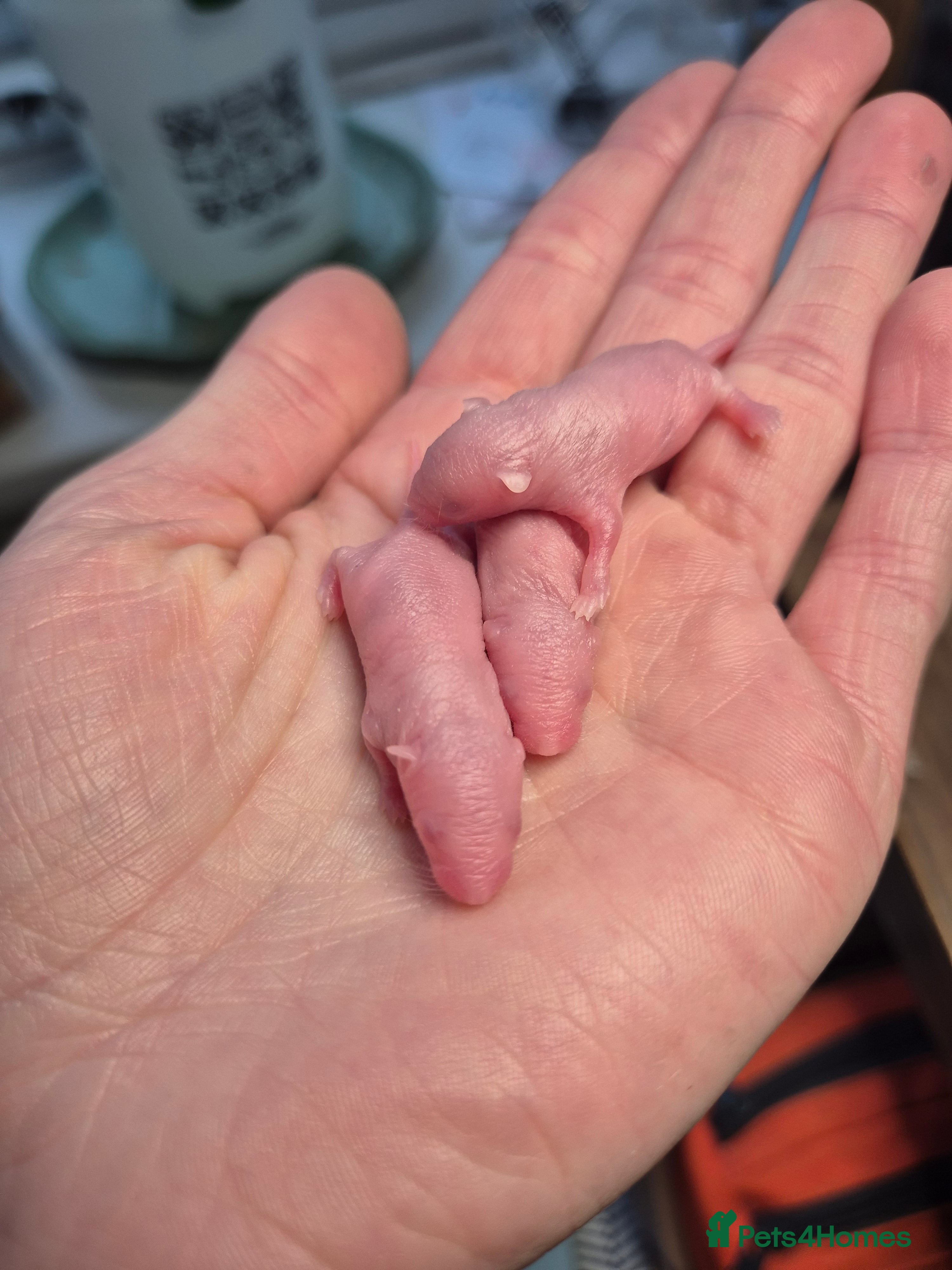 Mouse rodents Girls ready on 13th april - Advert 8