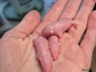 Mouse rodents Girls ready on 13th april - Advert 8