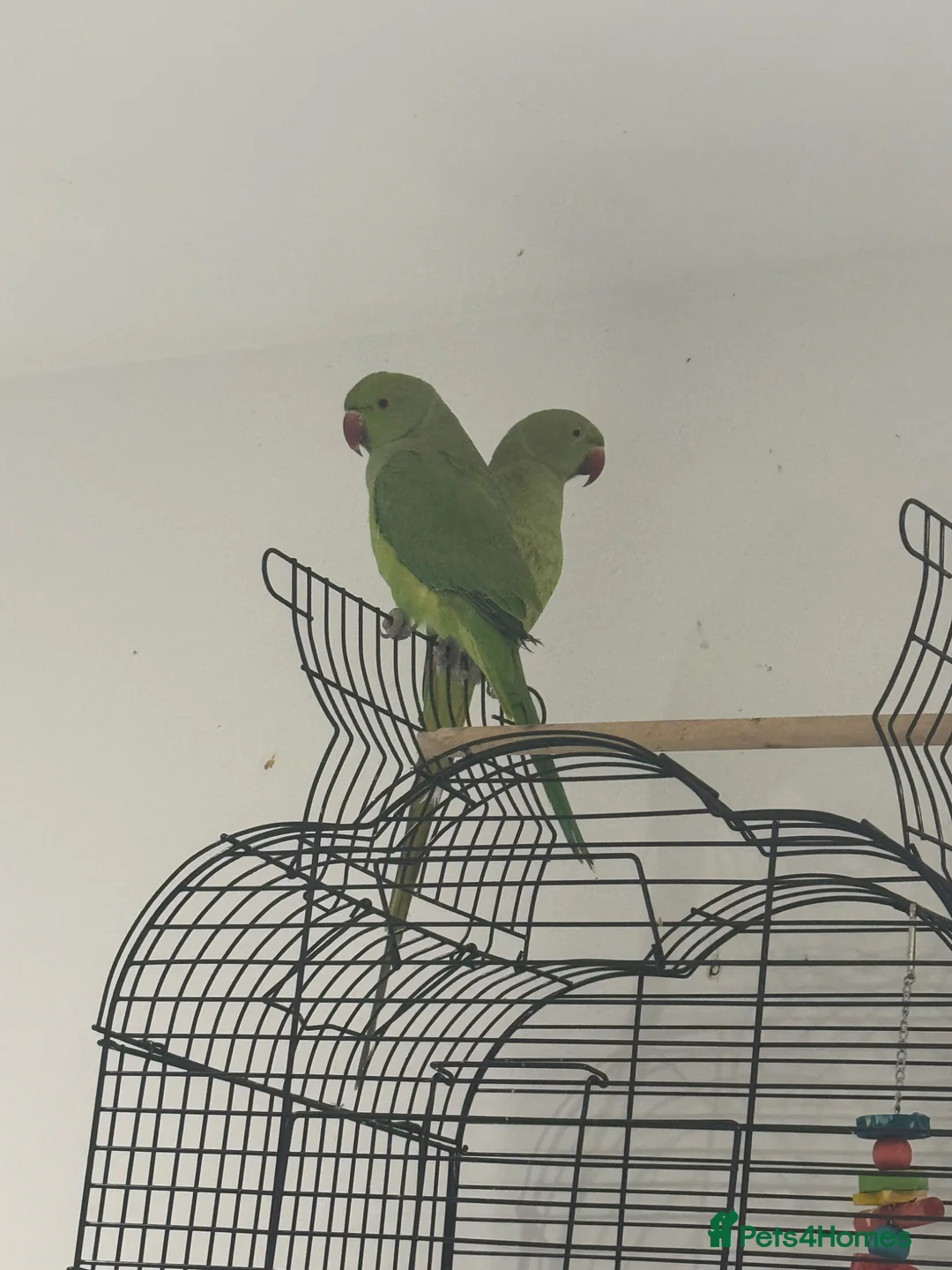 Ringnecks birds for sale: Indian Ringneck  - Advert 1