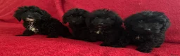 Cockapoo dogs for sale: F1 Black Cockapoo puppies - Advert 7