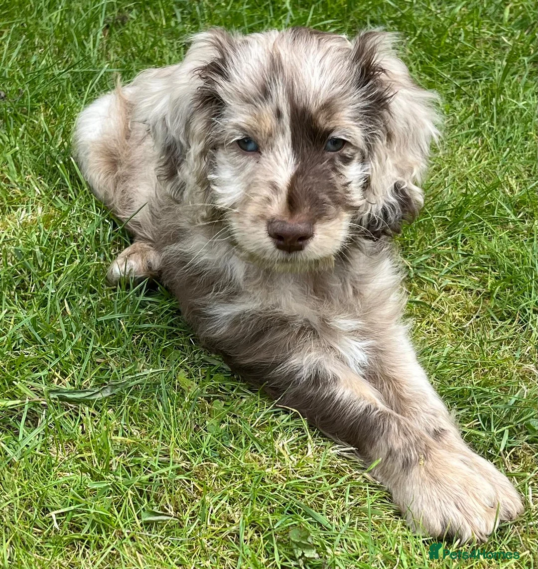 Miniature Poodle dogs for stud: Silver blue miniature poodle  in Canterbury - Advert 2