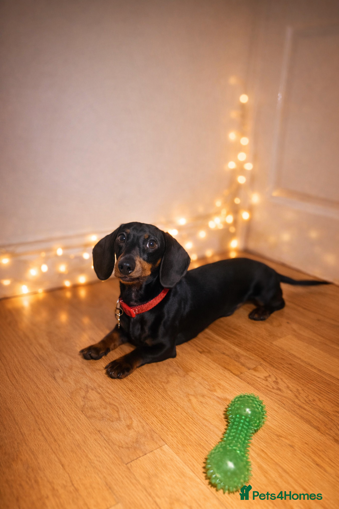 Miniature Dachshund dogs for stud: Healthy Black & Tan Miniature Dachshund for Stud - Advert 3