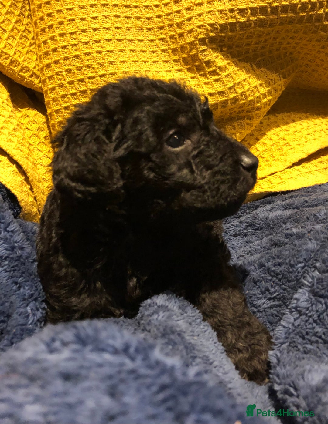 Labradoodle dogs for sale: READY NOW TOP QUALITY Standard F1 Labradoodles - Advert 27