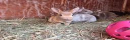 Rex rabbits for sale: Gorgeous litter of Mini Rex baby bunnies - Advert 6