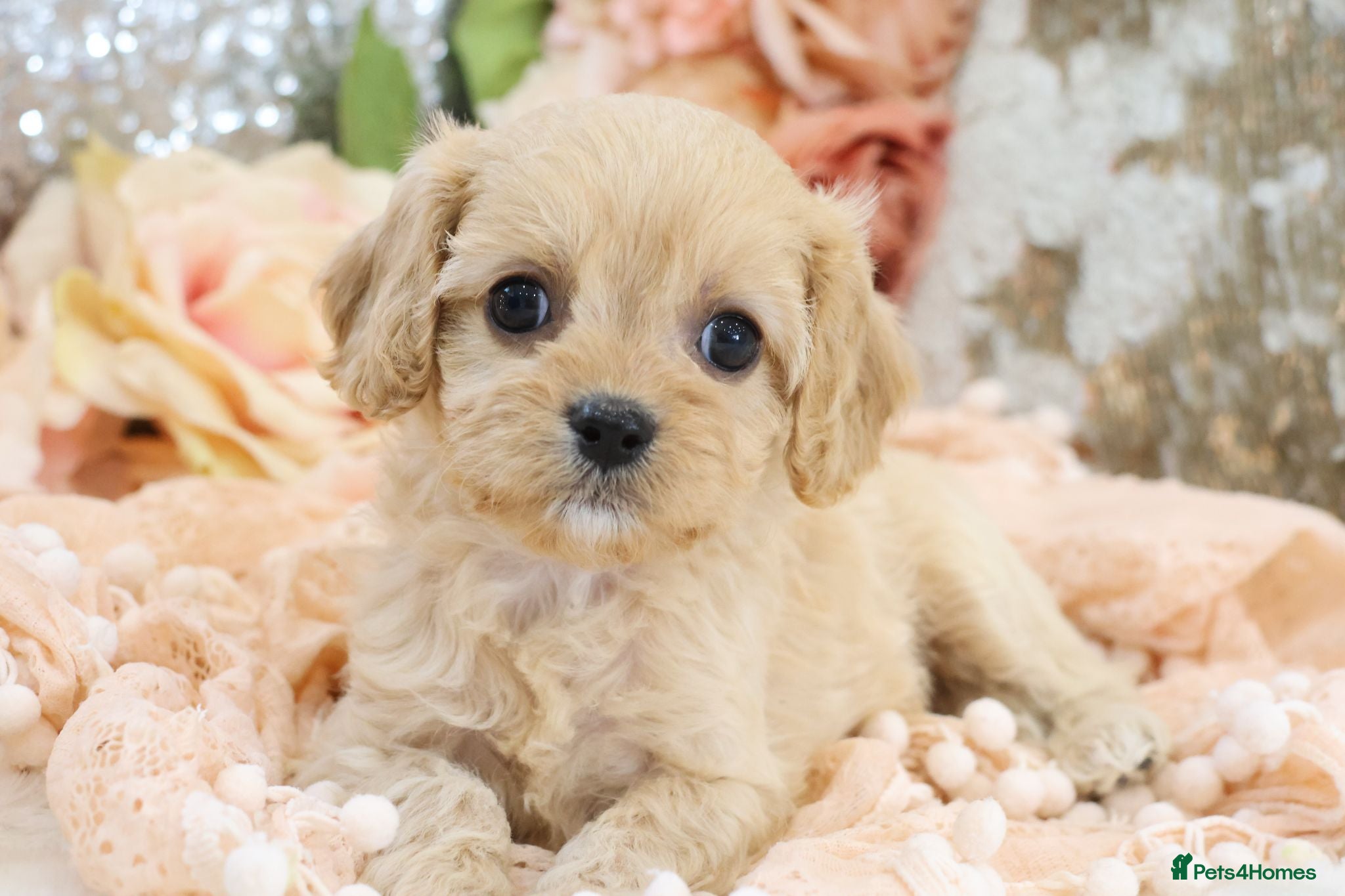 Cavapoo dogs Health Tested Cavapoo Puppies - Advert 12
