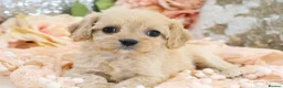 Cavapoo dogs for sale: Health Tested Cavapoo Puppies - Advert 5