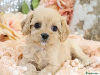 Cavapoo dogs Health Tested Cavapoo Puppies - Advert 12