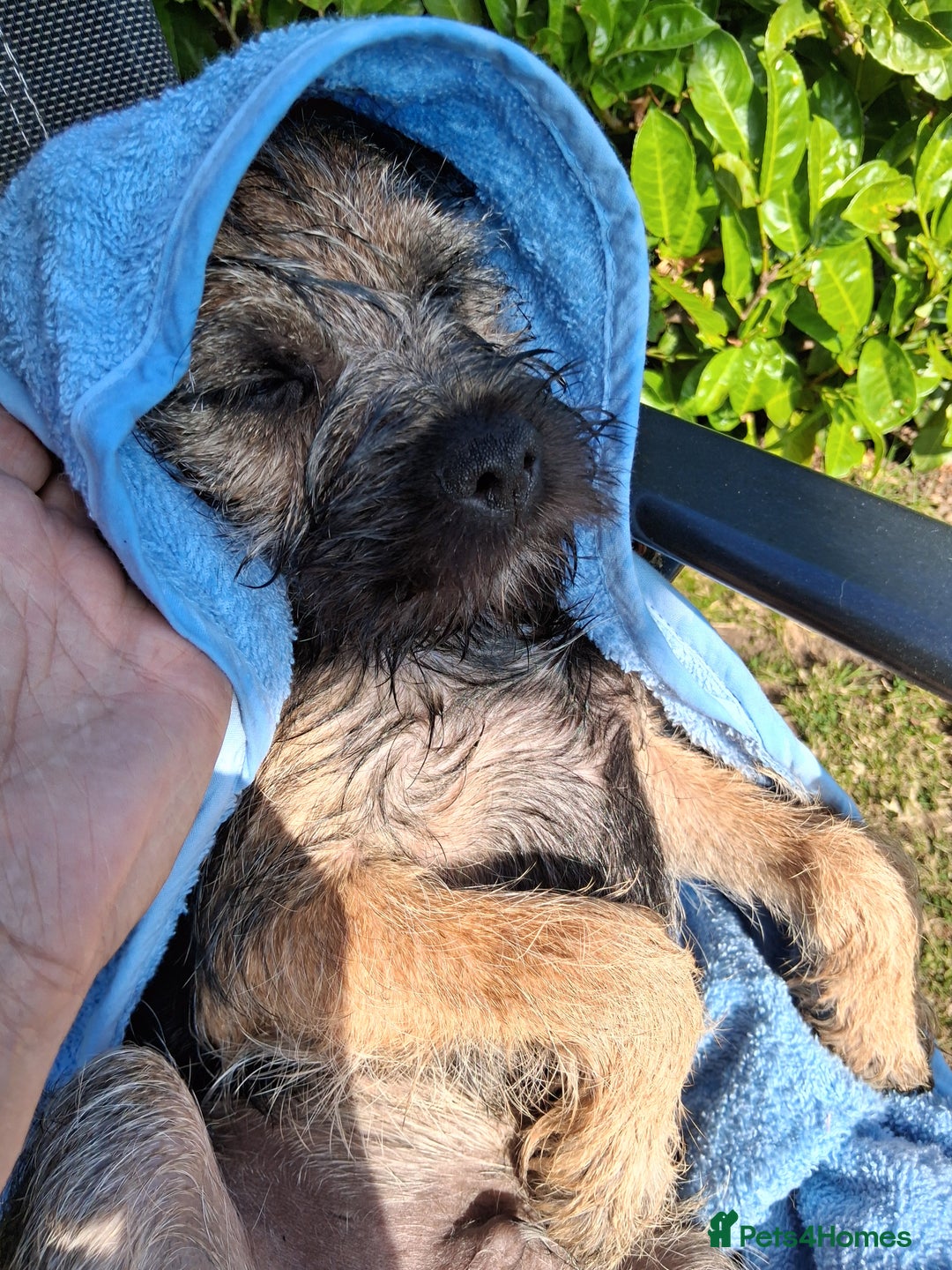 Border Terrier dogs for sale: 9 month old Border Terrier  - Advert 4
