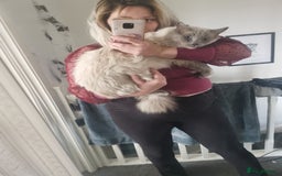 Ragdoll cats for sale: 2 left Pure Health tested huge ragdoll kittens  - Image 8