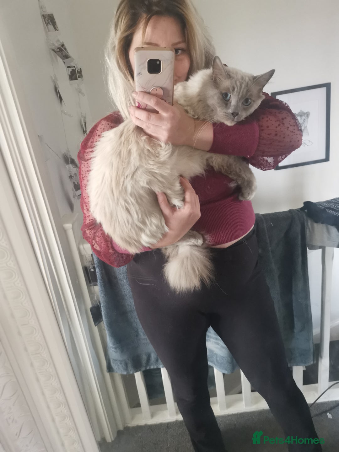 Ragdoll cats for sale: 2 left Pure Health tested huge ragdoll kittens  - Image 8