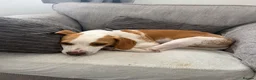 Beagle dogs for sale: Teddy beautiful beagle boy - Advert 3