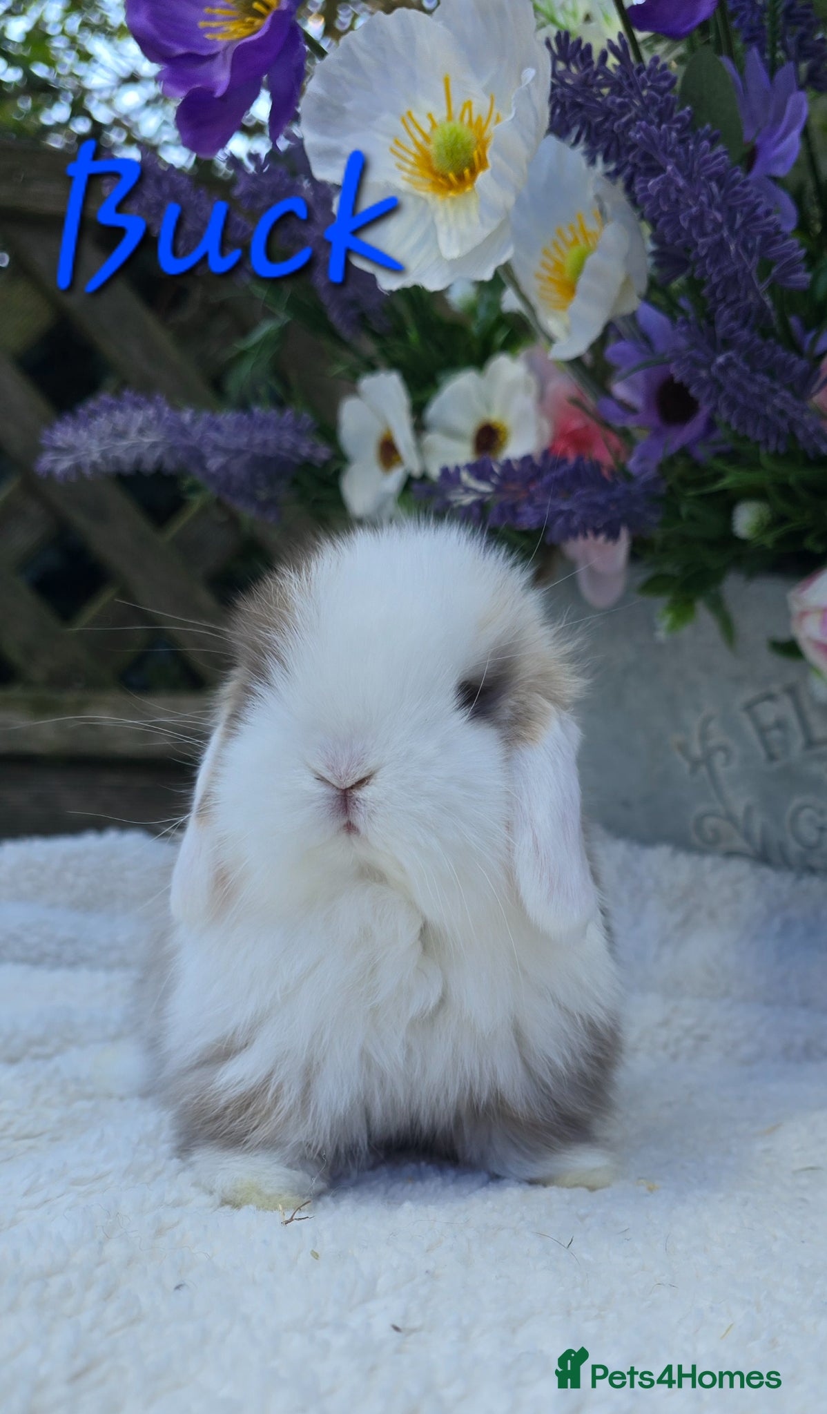 Mini Lop rabbits Beautiful quality mini lops - Advert 2