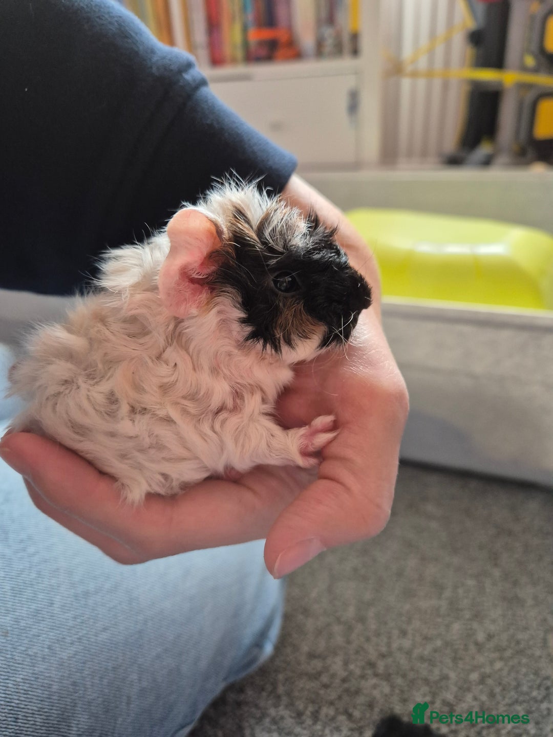 Guinea Pig rodents for sale: Baby Guinea pigs - Image 4
