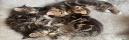 Mixed Breed cats for sale: Adorable kittens ready for a new home ❤️ - Advert 4