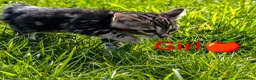 Bengal cats for sale: £799!TICA GlitterBengals|HighContrast|Healthtested - Advert 5