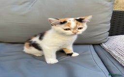 British Shorthair cats for sale: Offers accepted! Last of her litter! - Image 3