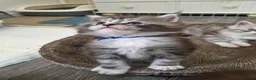 Maine Coon cats for sale: Outstanding Quality Tica shaded line kittens - Advert 29