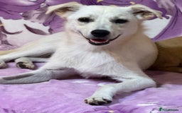 Mixed Breed dogs for adoption: Delmie  - Image 2