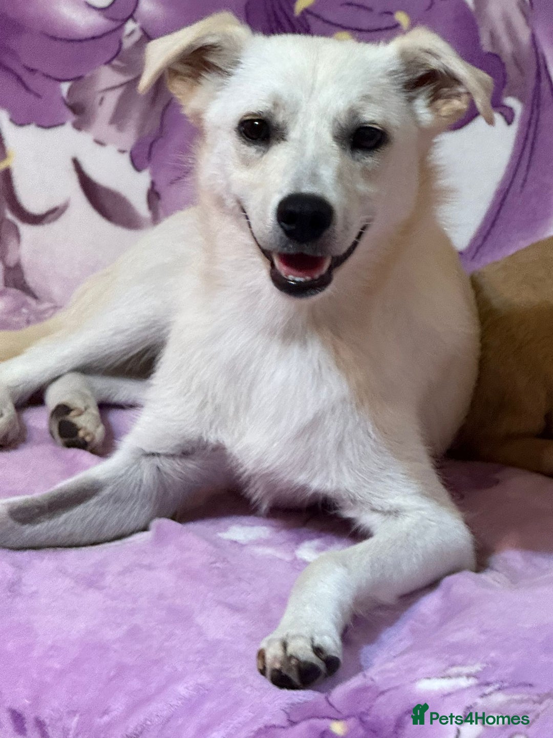 Mixed Breed dogs for adoption: Delmie  - Image 2