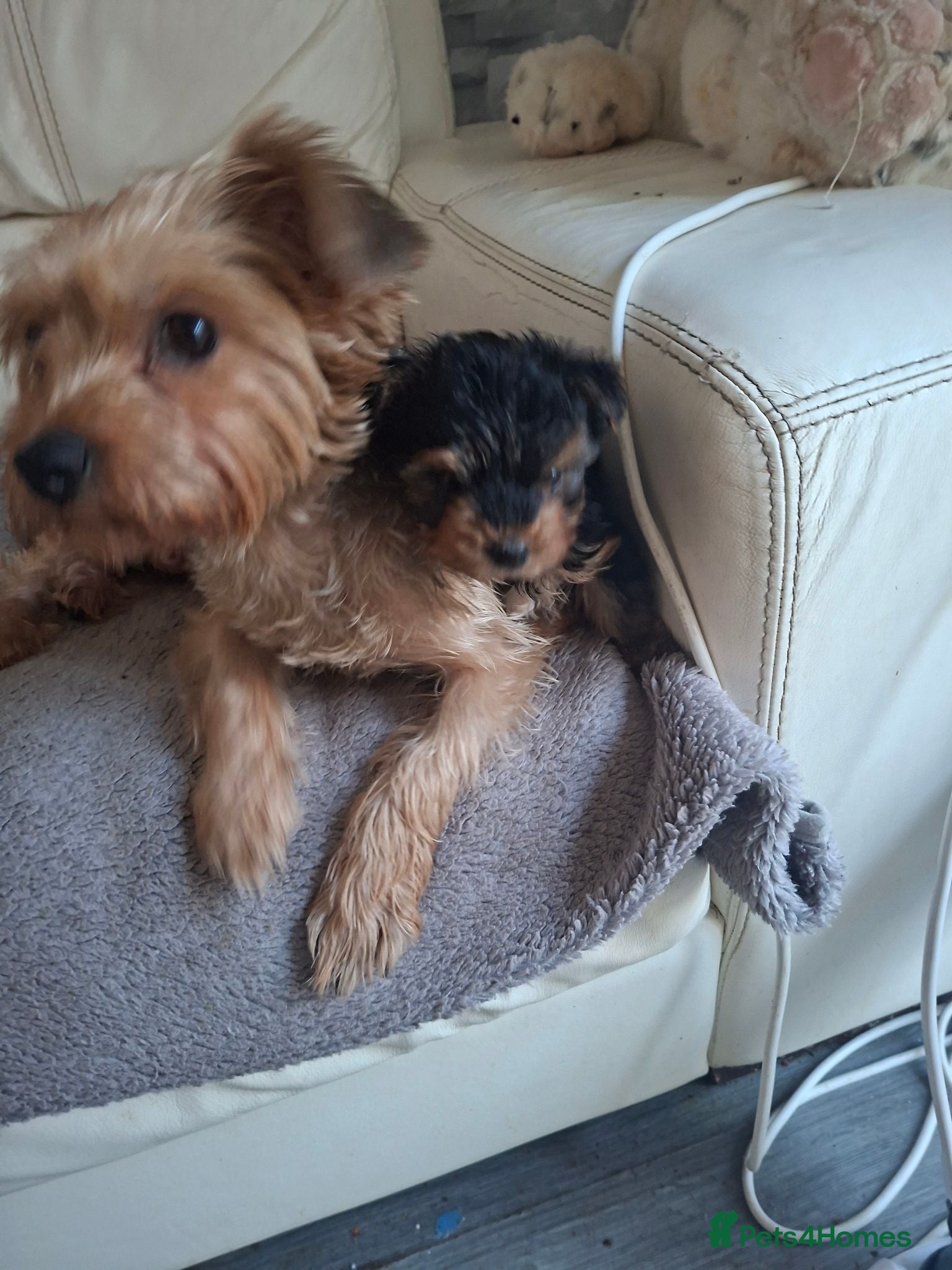 Yorkshire Terrier dogs Yorkshire terriers - Advert 1