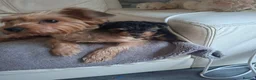 Yorkshire Terrier dogs for sale: Yorkshire terriers - Advert 1