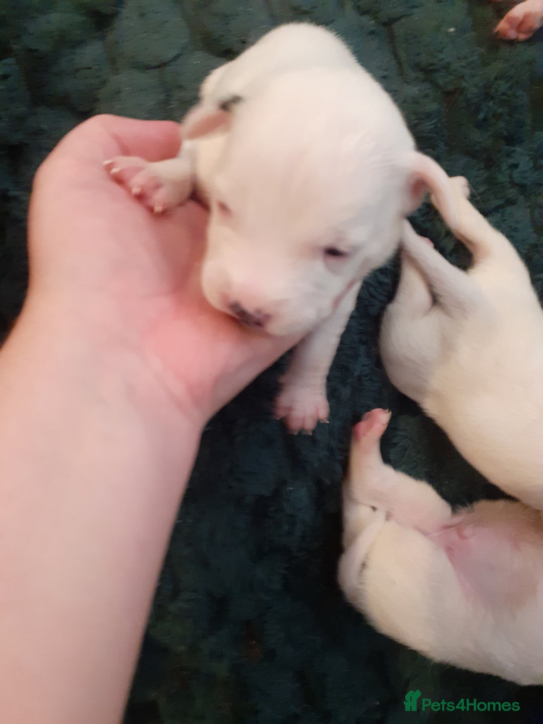 Mixed Breed dogs for sale: American Bulldog puppies - Image 7