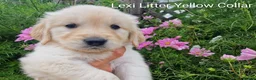 Golden Retriever dogs for sale: Show Line Golden Retriever pups available - Advert 18