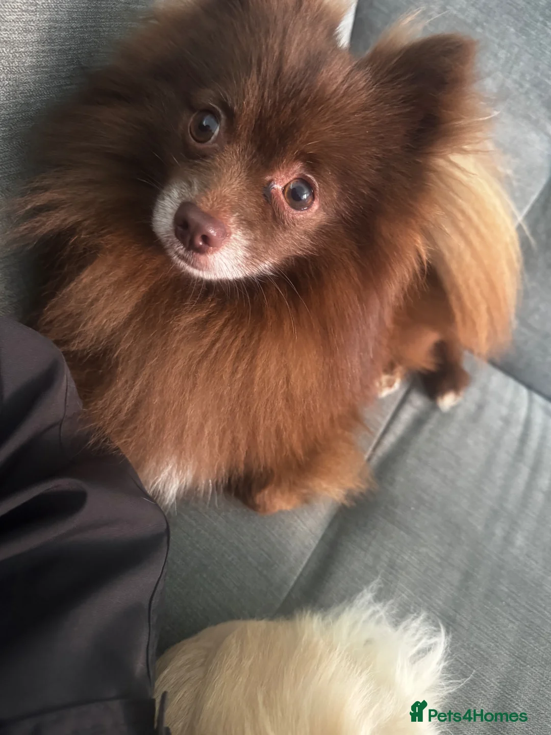 Pomeranian dogs for sale: Gorgeous male Pomeranian  in Braintree - Advert 2