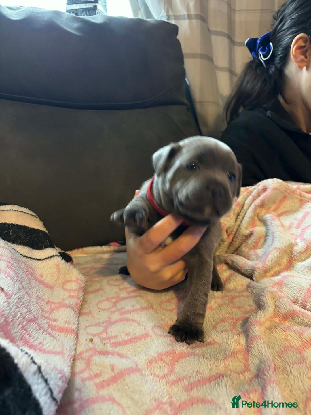 Staffordshire Bull Terrier dogs for sale: Two male four female - Advert 2
