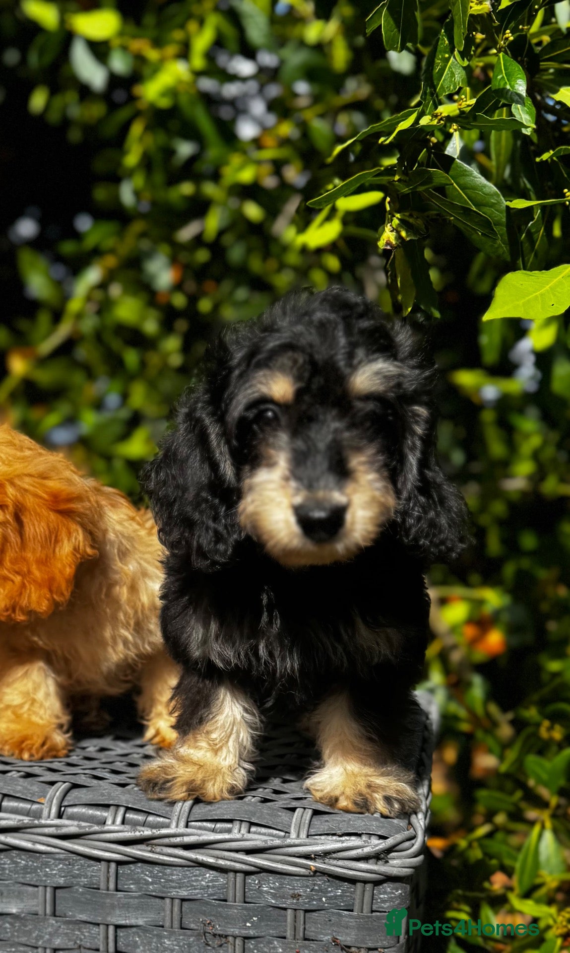 Doxiepoo dogs Doxiepoos Miniature dachshund x toy poodle  - Advert 2