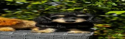 Doxiepoo dogs for sale: Doxiepoos Miniature dachshund x toy poodle  - Advert 8