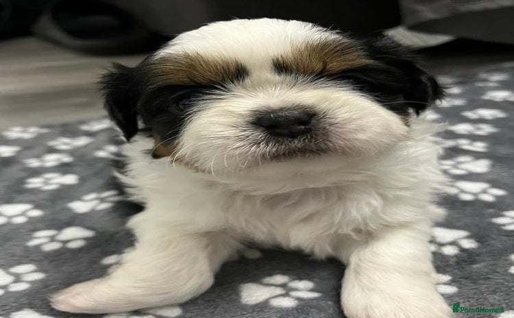 Shih Tzu dogs - Advert 3