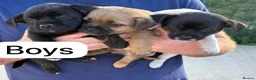 Jug dogs for sale: Jug puppies  in Corby - Advert 2