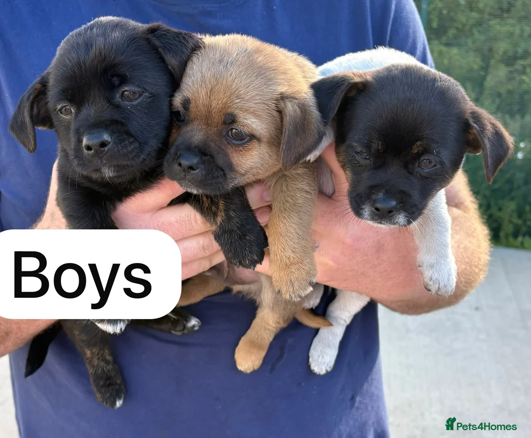 Jug dogs for sale: Jug puppies  in Corby - Advert 2
