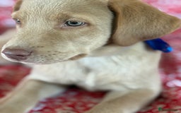 Labrador Retriever dogs for sale: Kc reg SILVER AND CHAMPAGNE LABRADORS  - Image 9