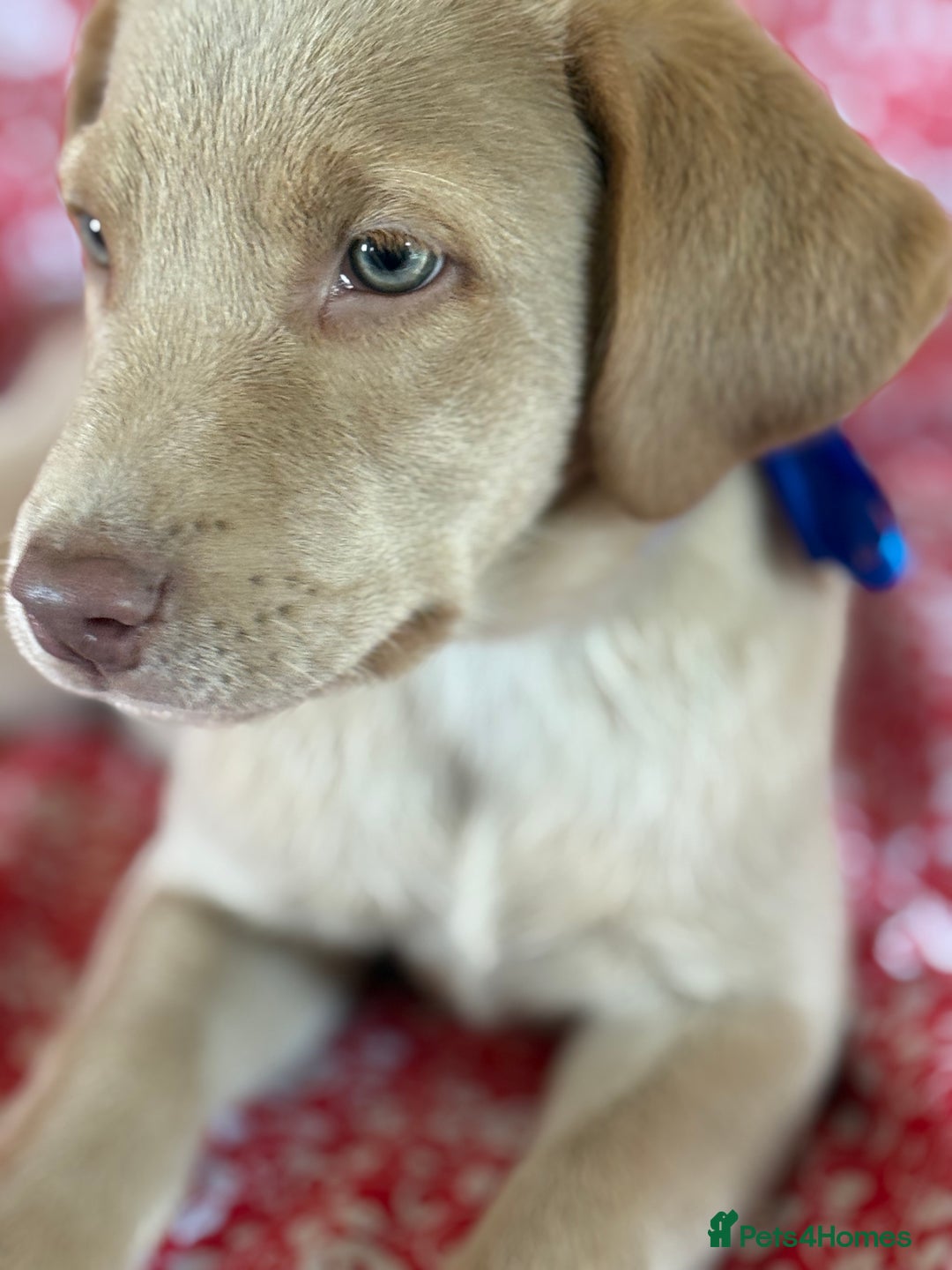 Labrador Retriever dogs for sale: Kc reg SILVER AND CHAMPAGNE LABRADORS  - Image 9