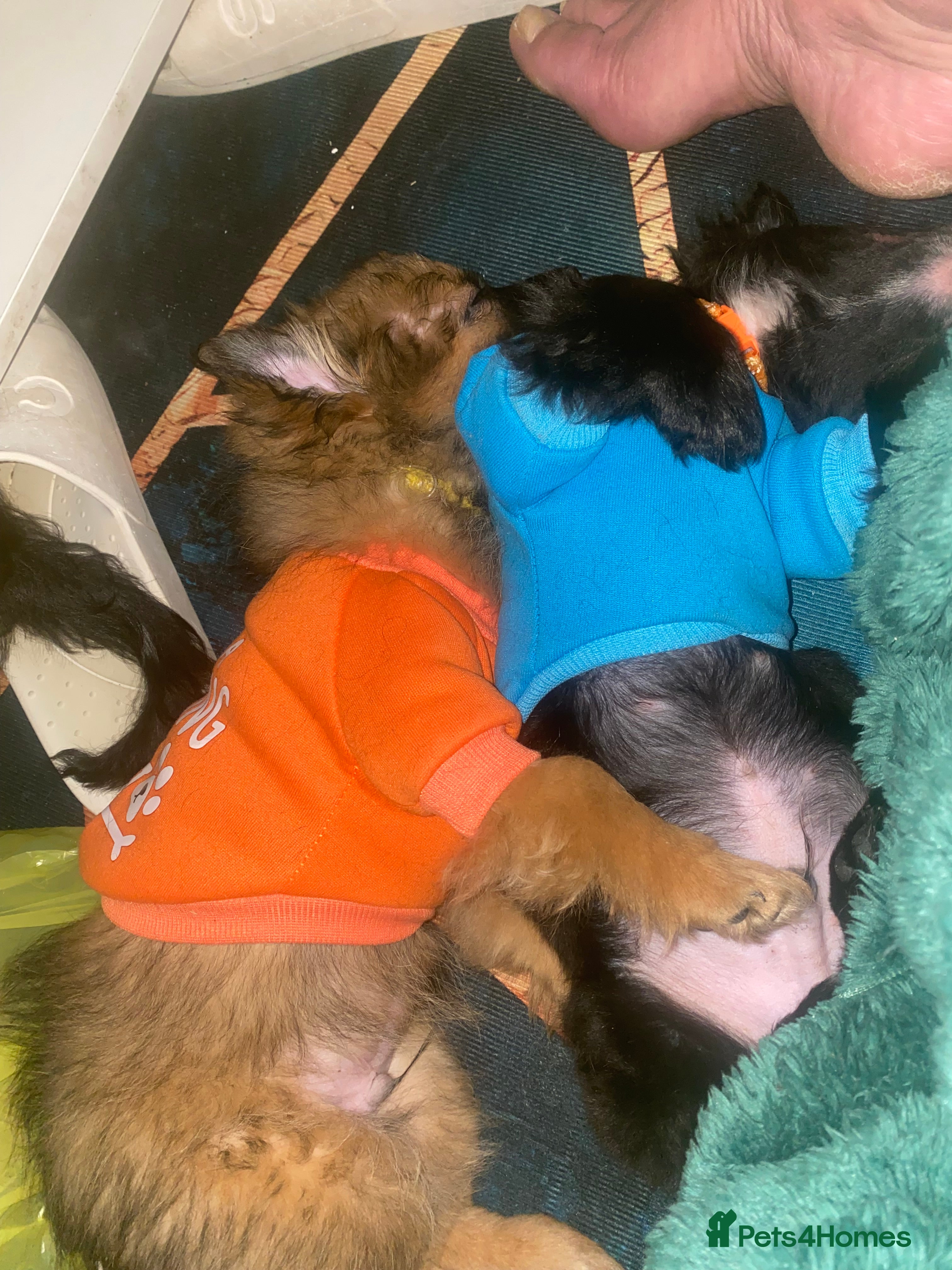 Mixed Breed dogs Maltipom puppies are now ready for new homes - Advert 8