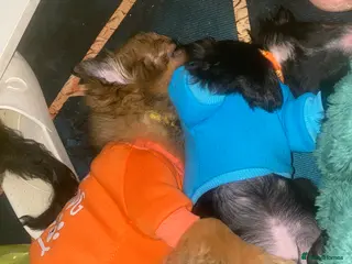 Mixed Breed dogs Maltipom puppies are now ready for new homes - Advert 8