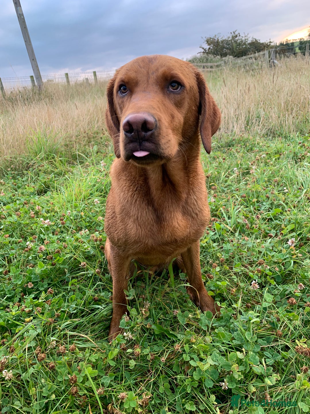 Labrador Retriever dogs for stud: Fully health tested, stunning Labradors - Image 9