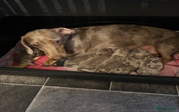 Dachshund dogs for sale: Dachshunds - Image 17