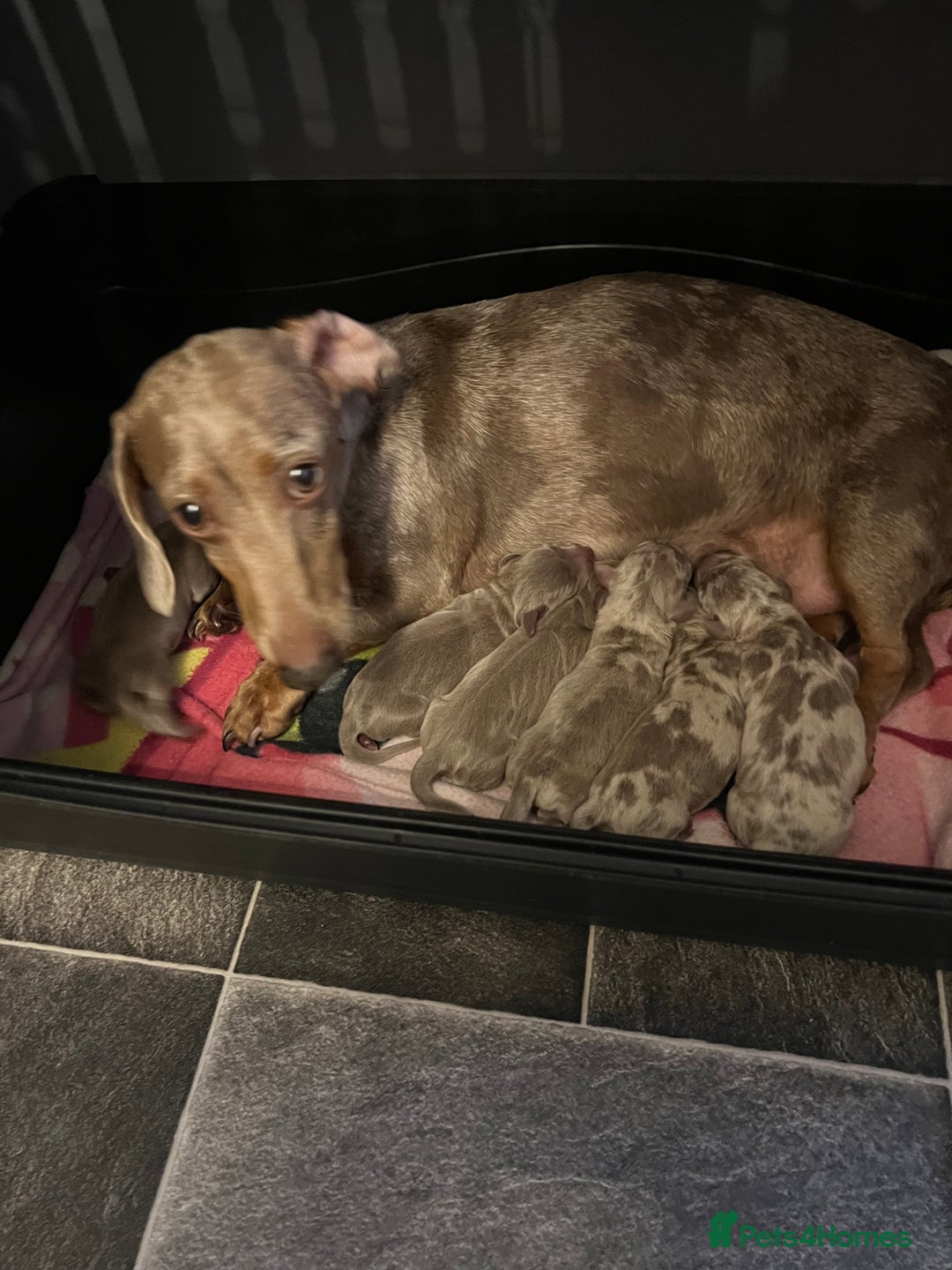 Dachshund dogs for sale: Dachshunds - Image 17