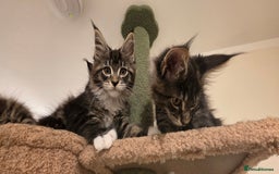 Maine Coon cats for sale: PURE BREED MAINE COONS KITTENS Delivery available - Image 12