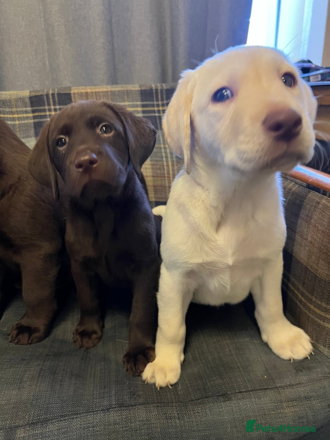 Labrador Retriever dogs for sale: Labrador Retriever puppies - Image 23