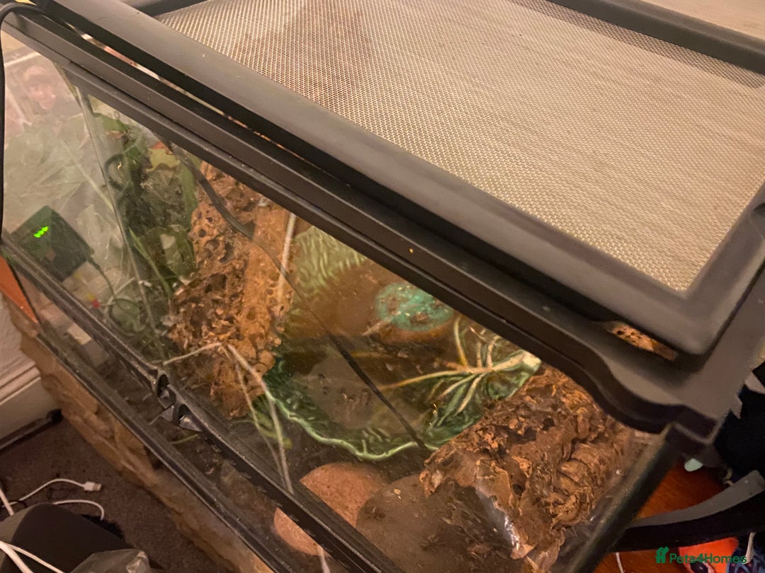 Frog reptiles for sale: Three white tree frogs with Vivarium - Advert 3