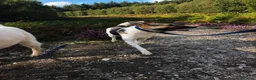 Mixed Breed dogs for adoption: Enid - Norwich Norfolk  - Advert 4