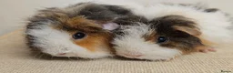 Guinea Pig rodents for sale: Baby female longhaired guinea pigs - Advert 2
