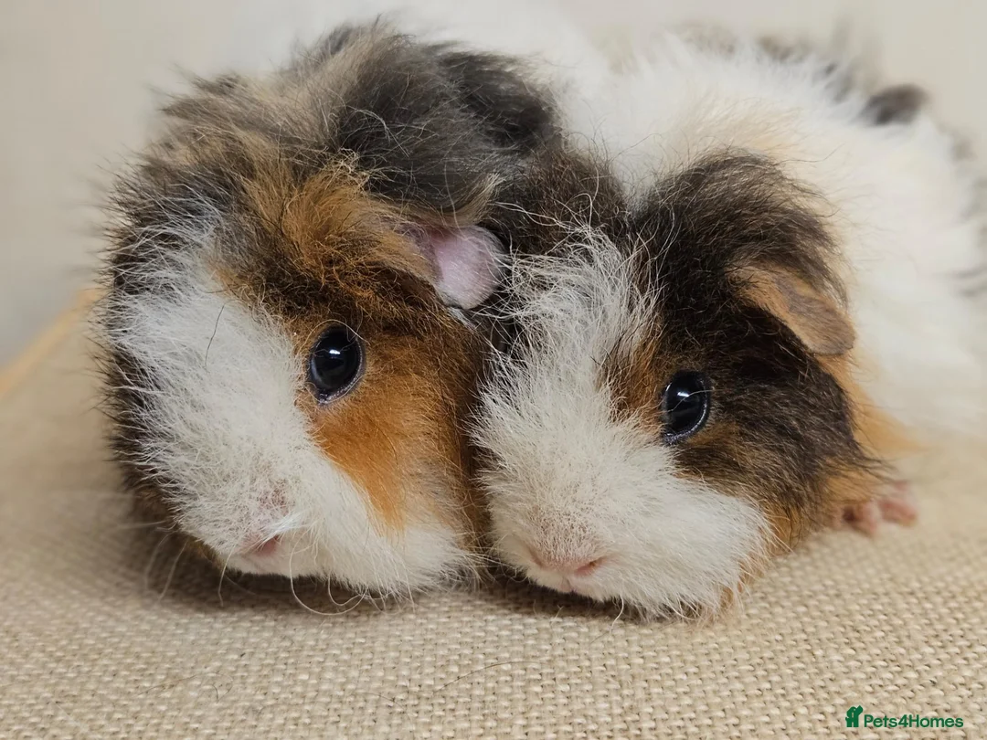 Guinea Pig rodents for sale: Baby female longhaired guinea pigs - Advert 2